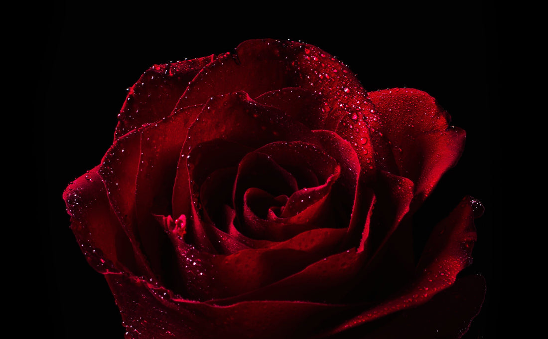 Valentine's Day - Kay Florist