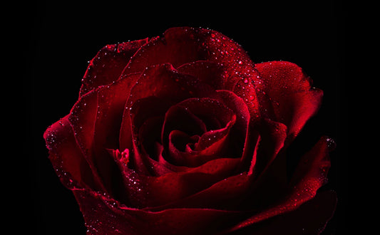 Valentine's Day - Kay Florist